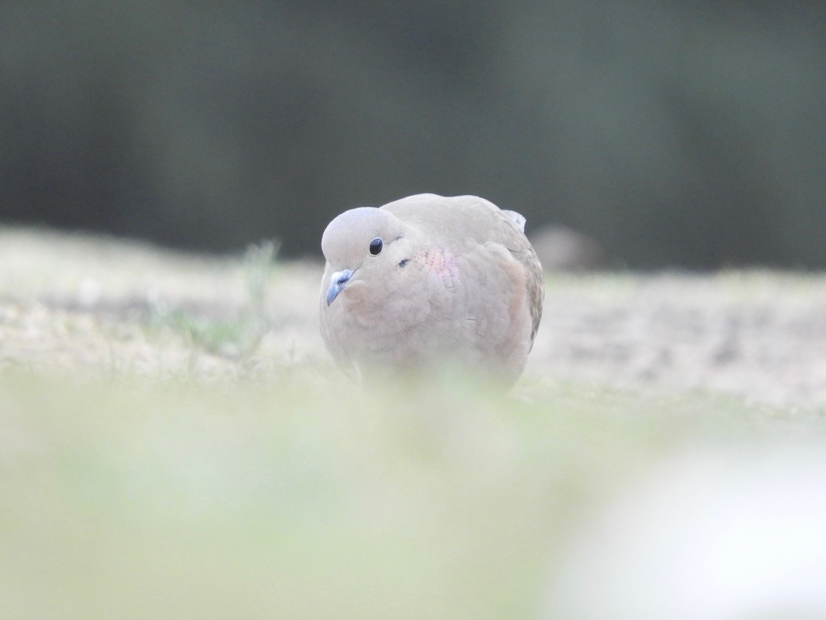 Eared Dove - ML620672022