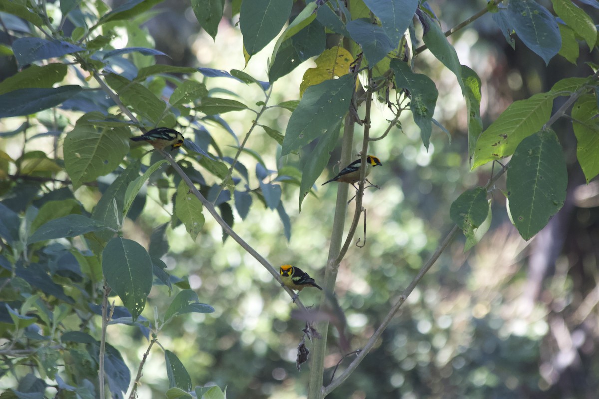 Flame-faced Tanager - ML620672024