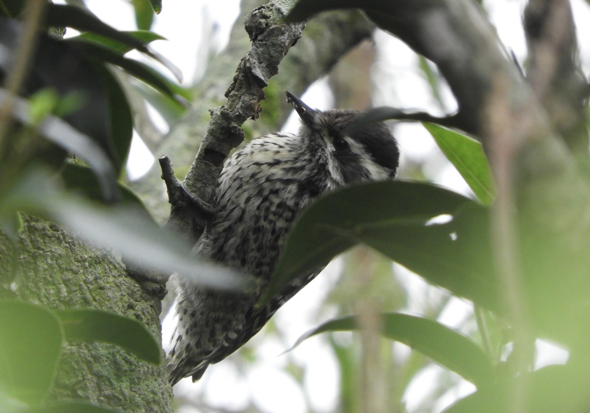 Checkered Woodpecker - ML620672028