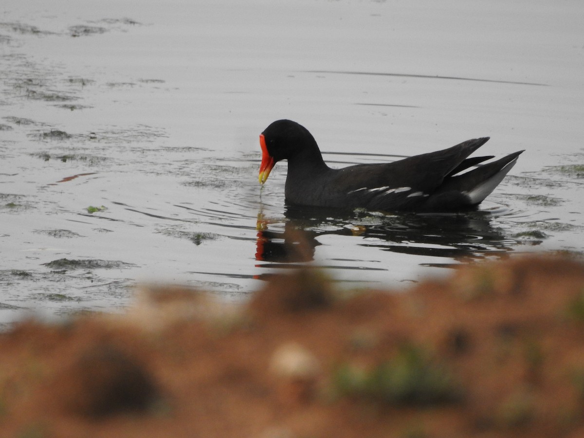 Gallinule poule-d'eau - ML620672029