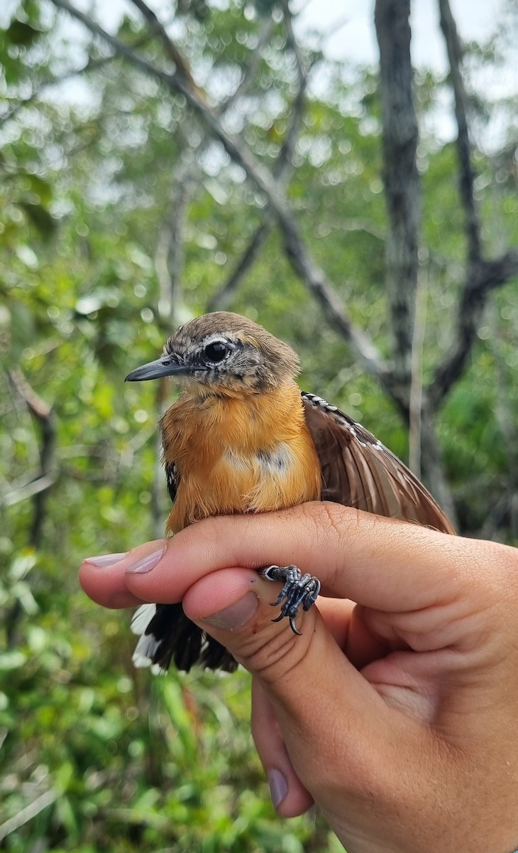 Southern White-fringed Antwren - ML620672032