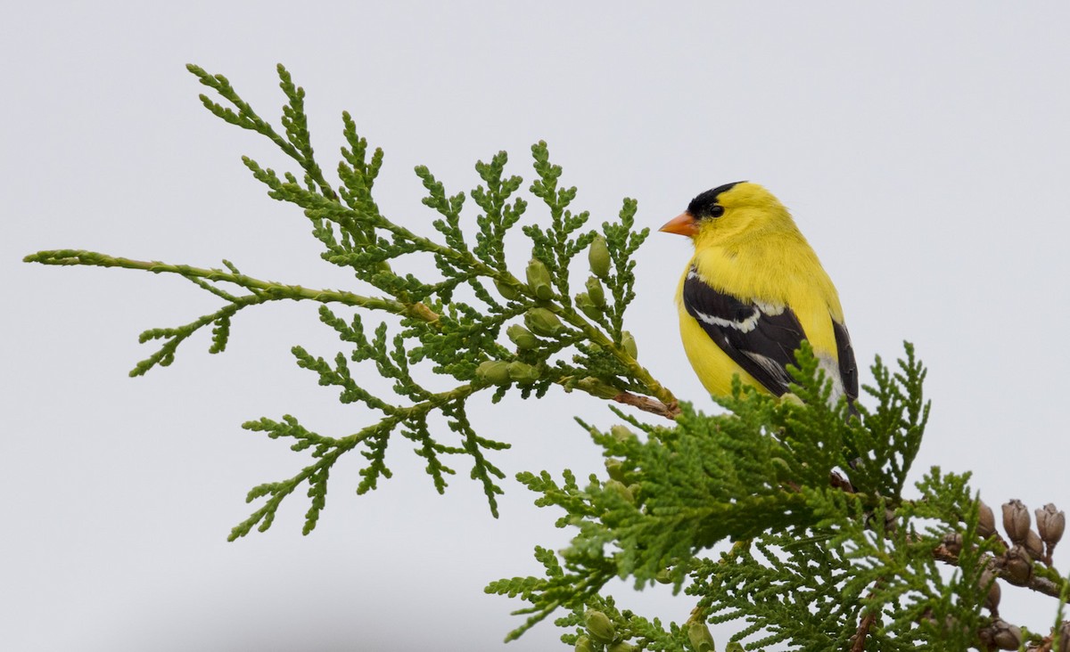 American Goldfinch - ML620672041