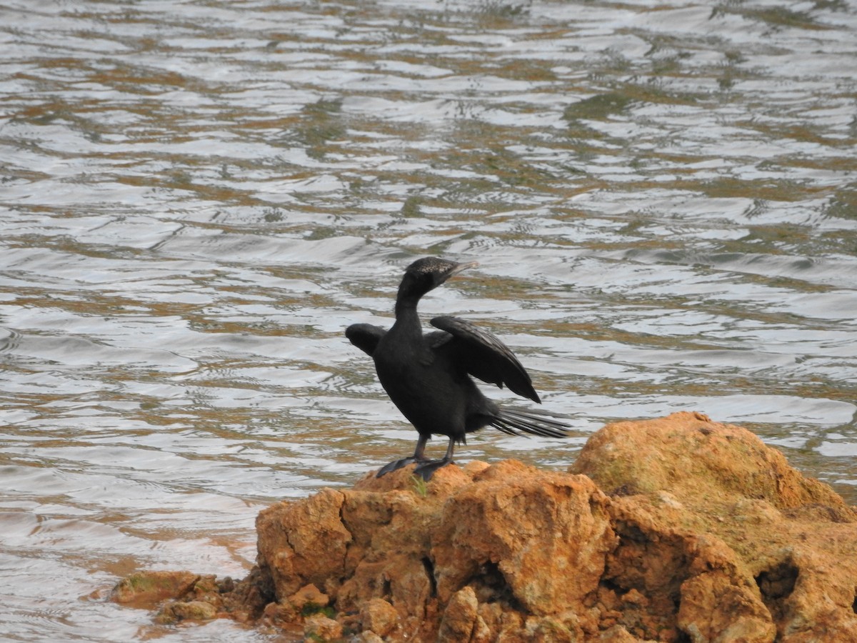 Little Cormorant - ML620672043