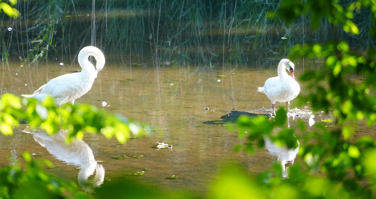 Mute Swan - Melody Ragle