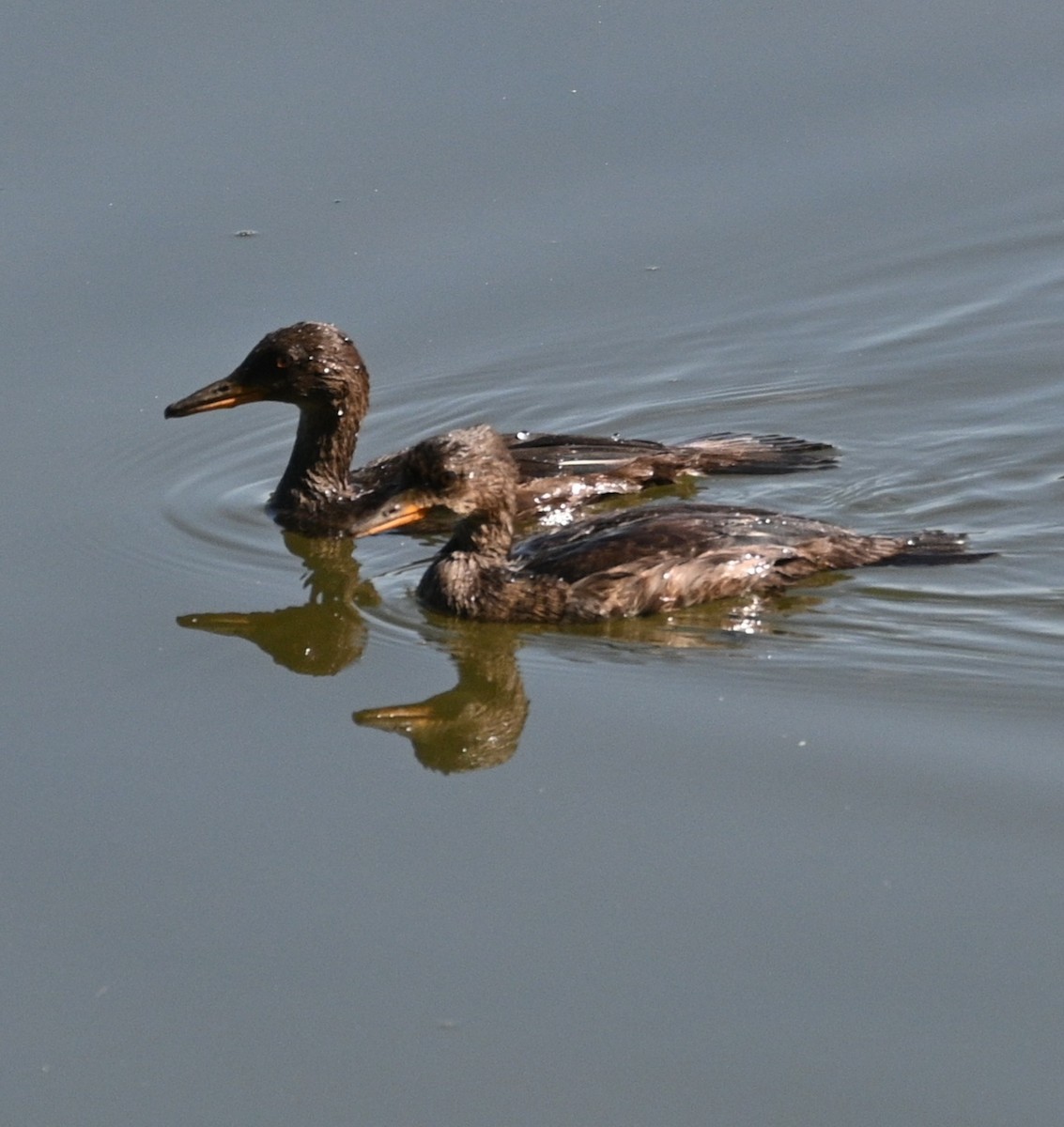 Hooded Merganser - ML620672047