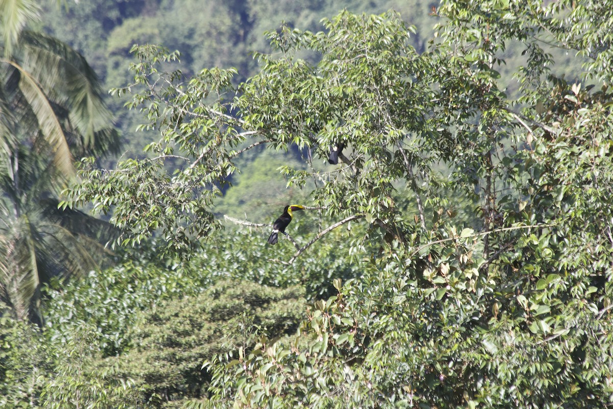 Yellow-throated Toucan - ML620672049