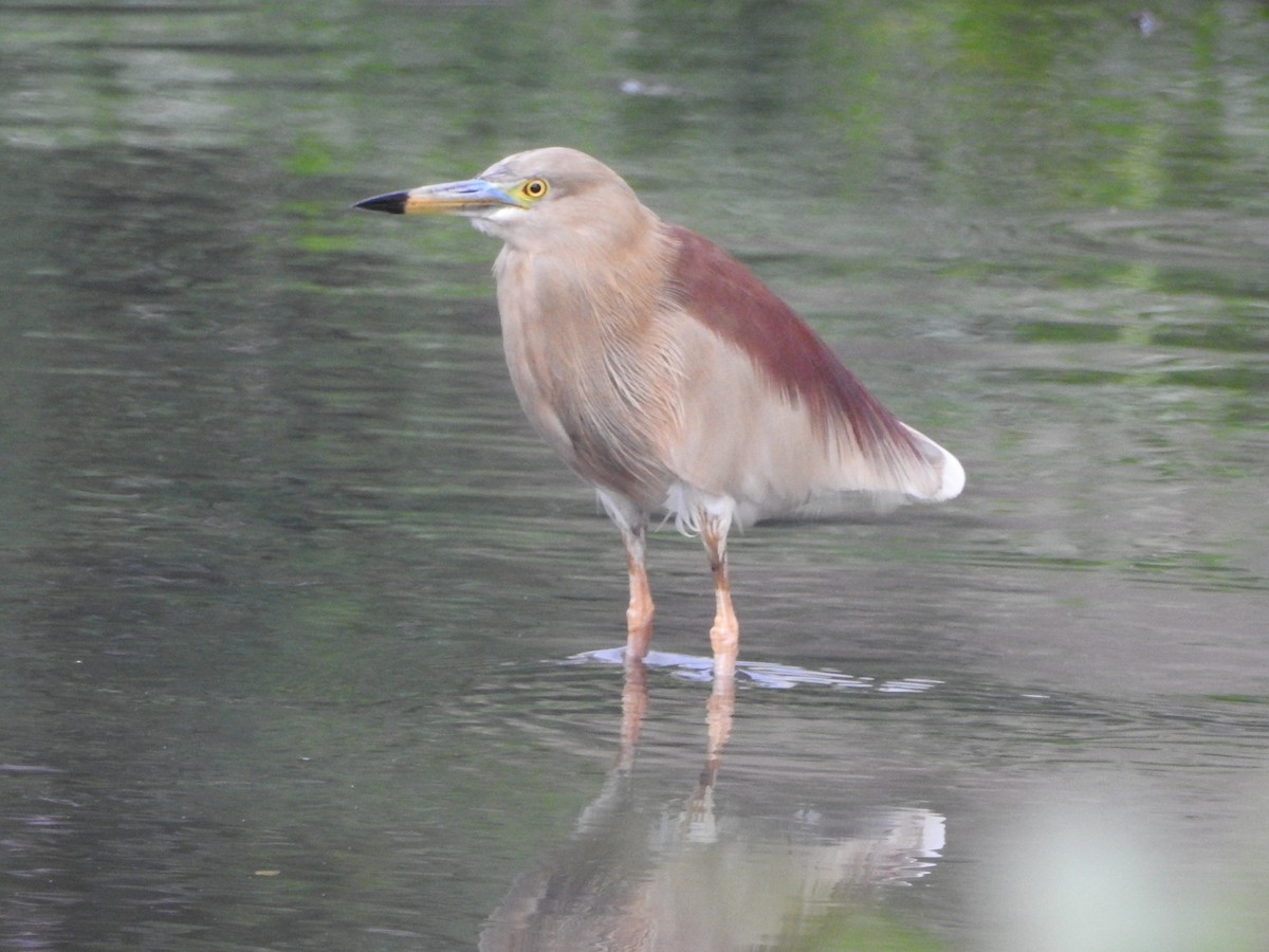 Indian Pond-Heron - ML620672050