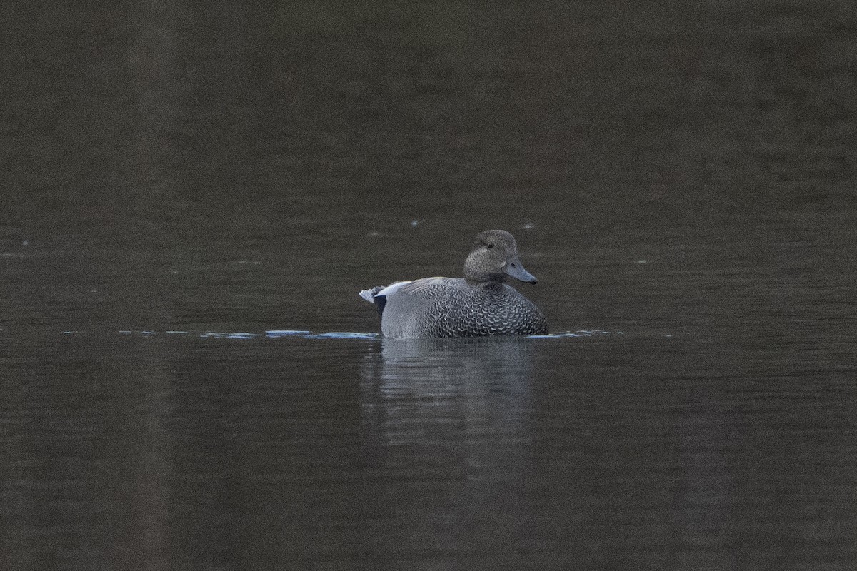 Canard chipeau - ML620672059