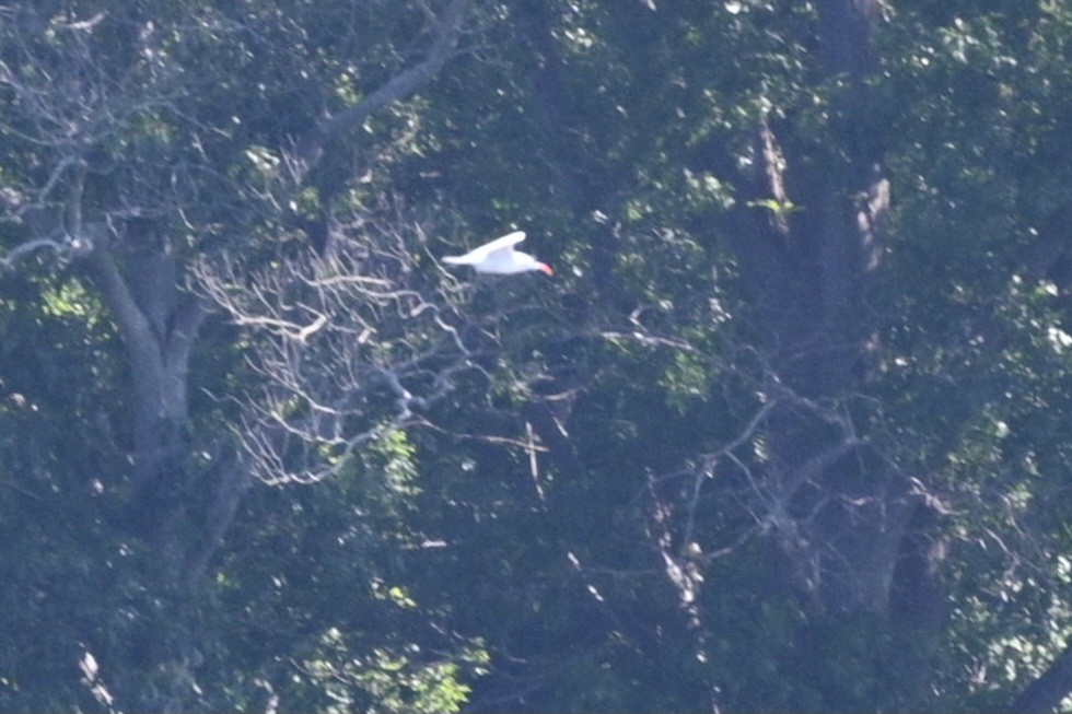 Caspian Tern - ML620672062