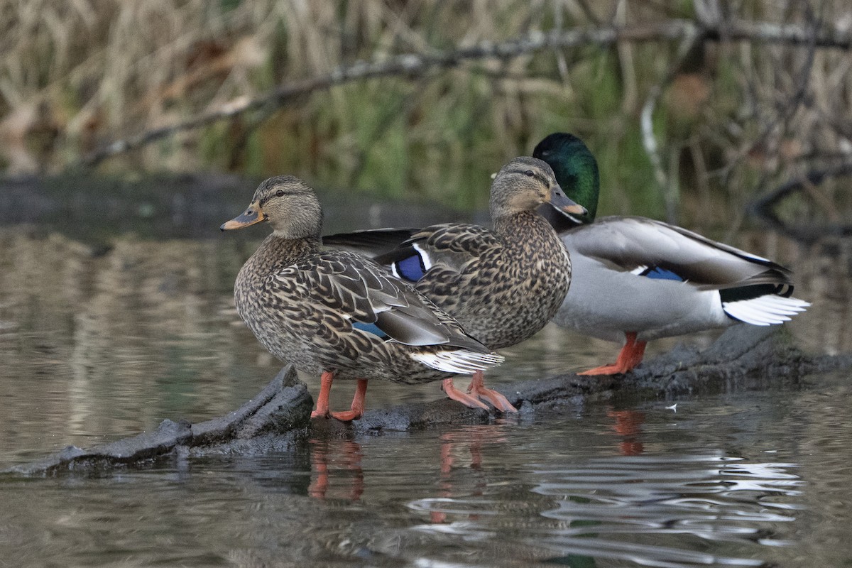 Canard colvert - ML620672069