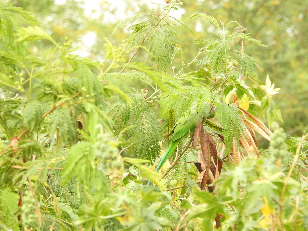 Rose-ringed Parakeet - ML620672070