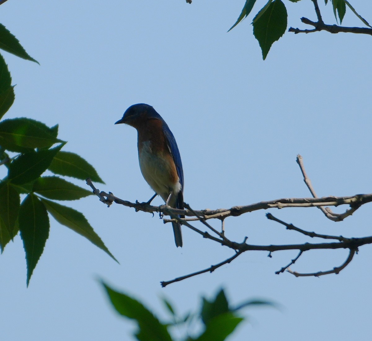 Eastern Bluebird - ML620672074