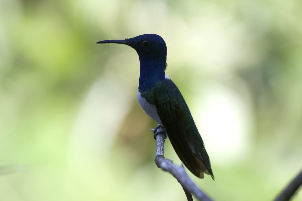 Colibrí Nuquiblanco - ML620672076