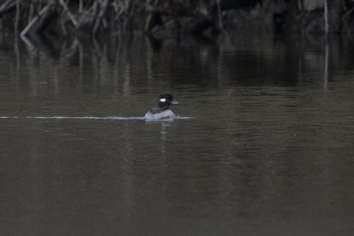 Bufflehead - ML620672078