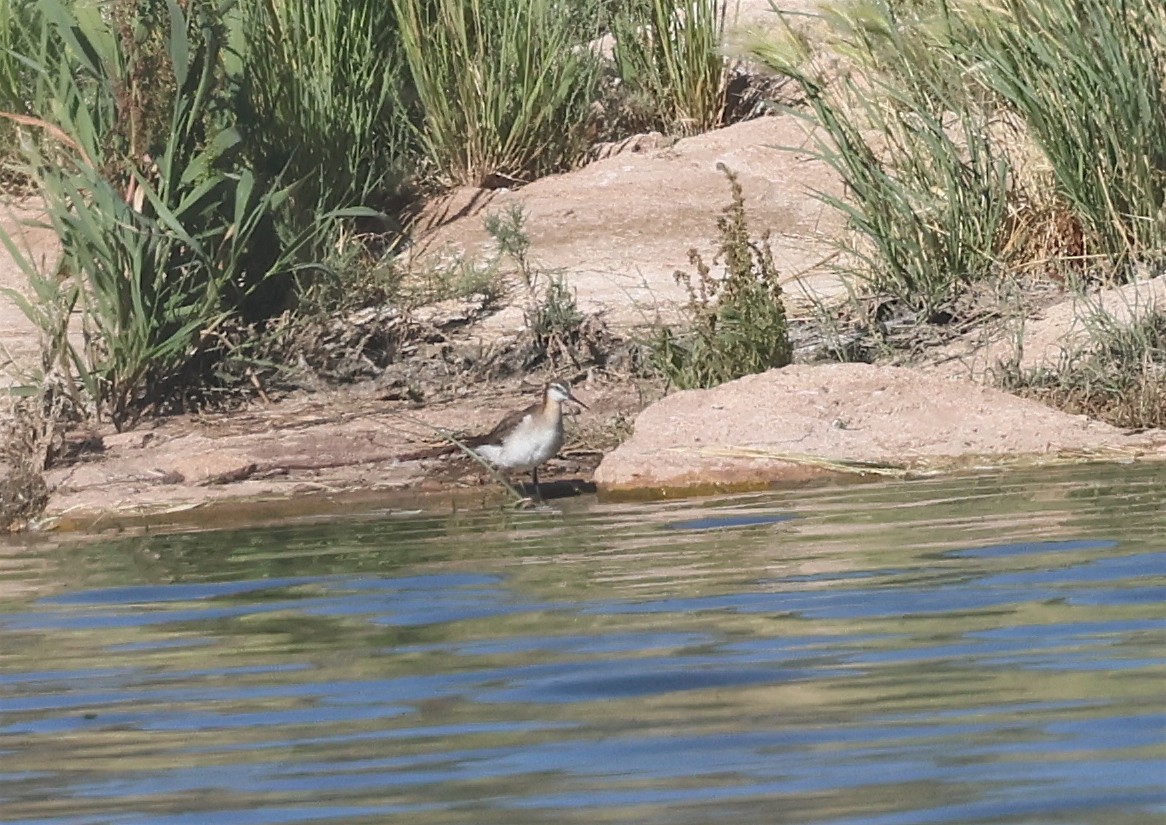 Wilson's Phalarope - ML620672080