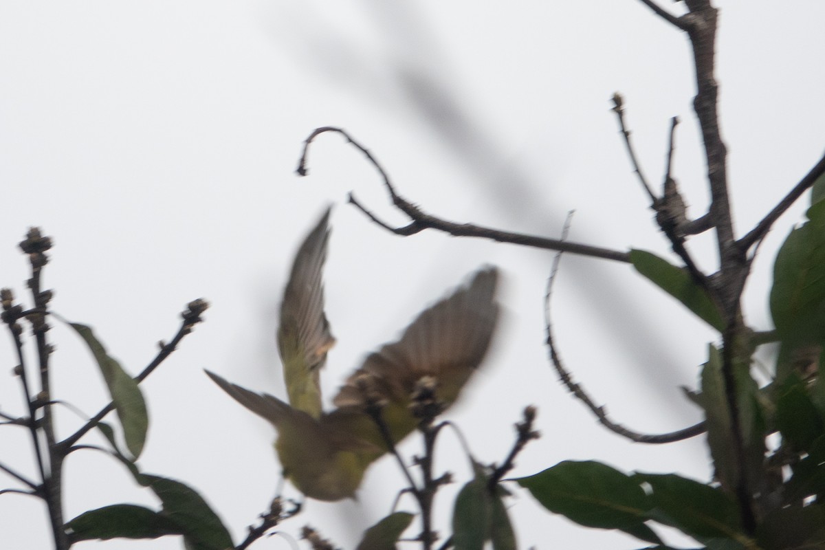 Great Kiskadee - ML620672081