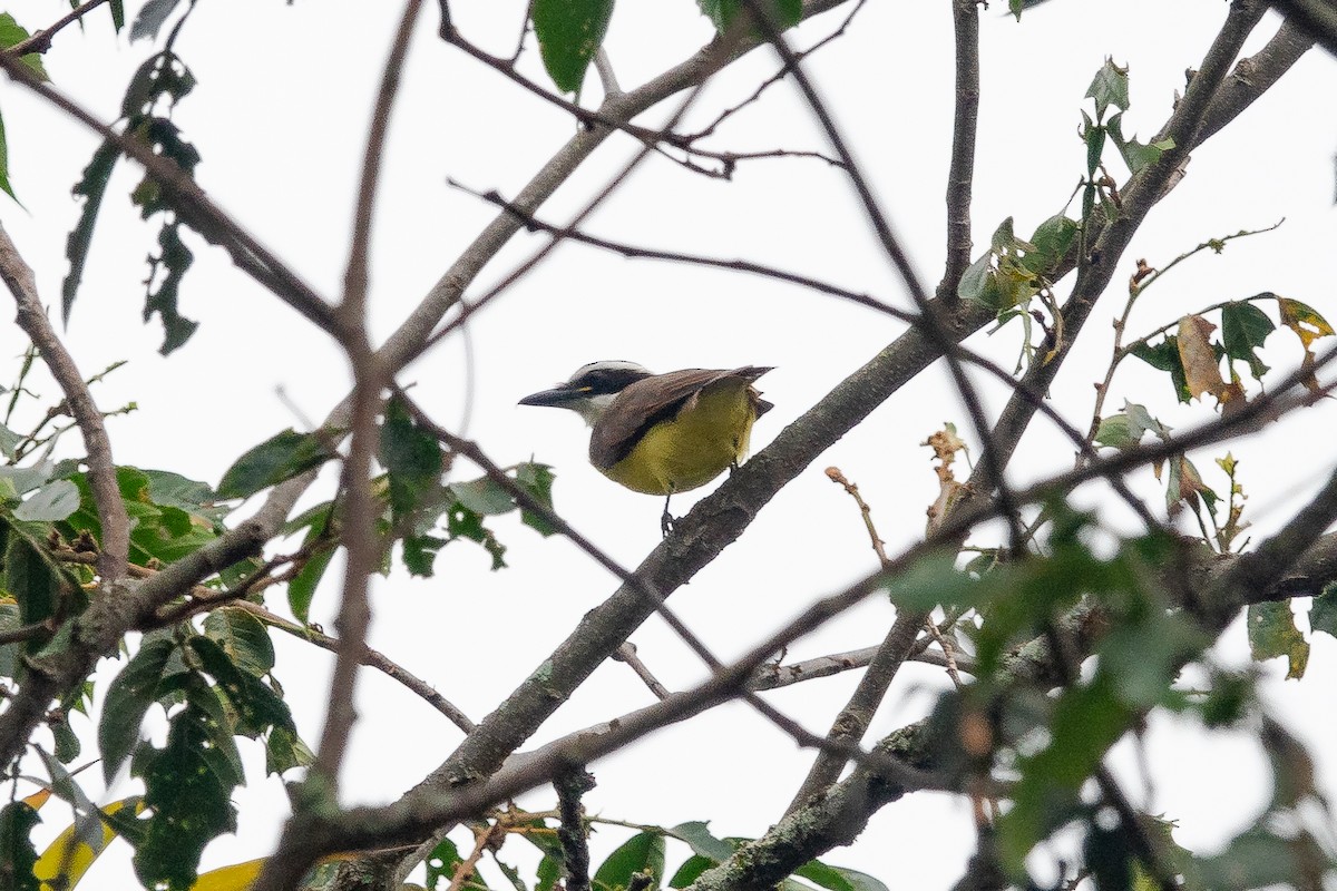 Great Kiskadee - ML620672082