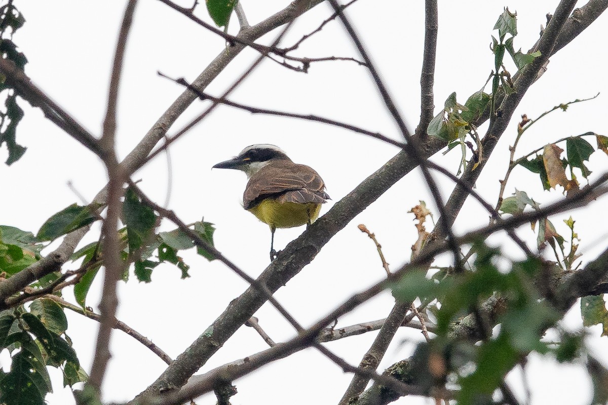 Great Kiskadee - ML620672083