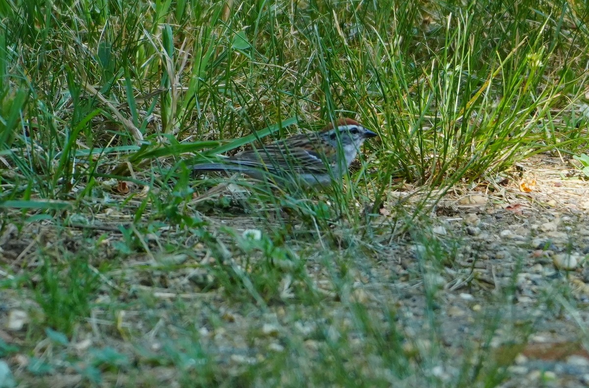Chipping Sparrow - ML620672084