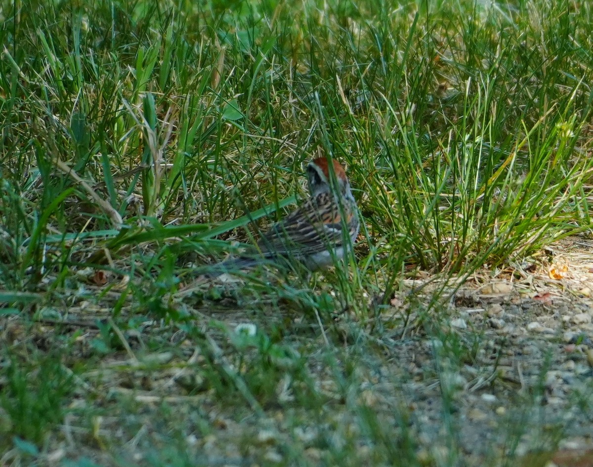 Chipping Sparrow - ML620672085