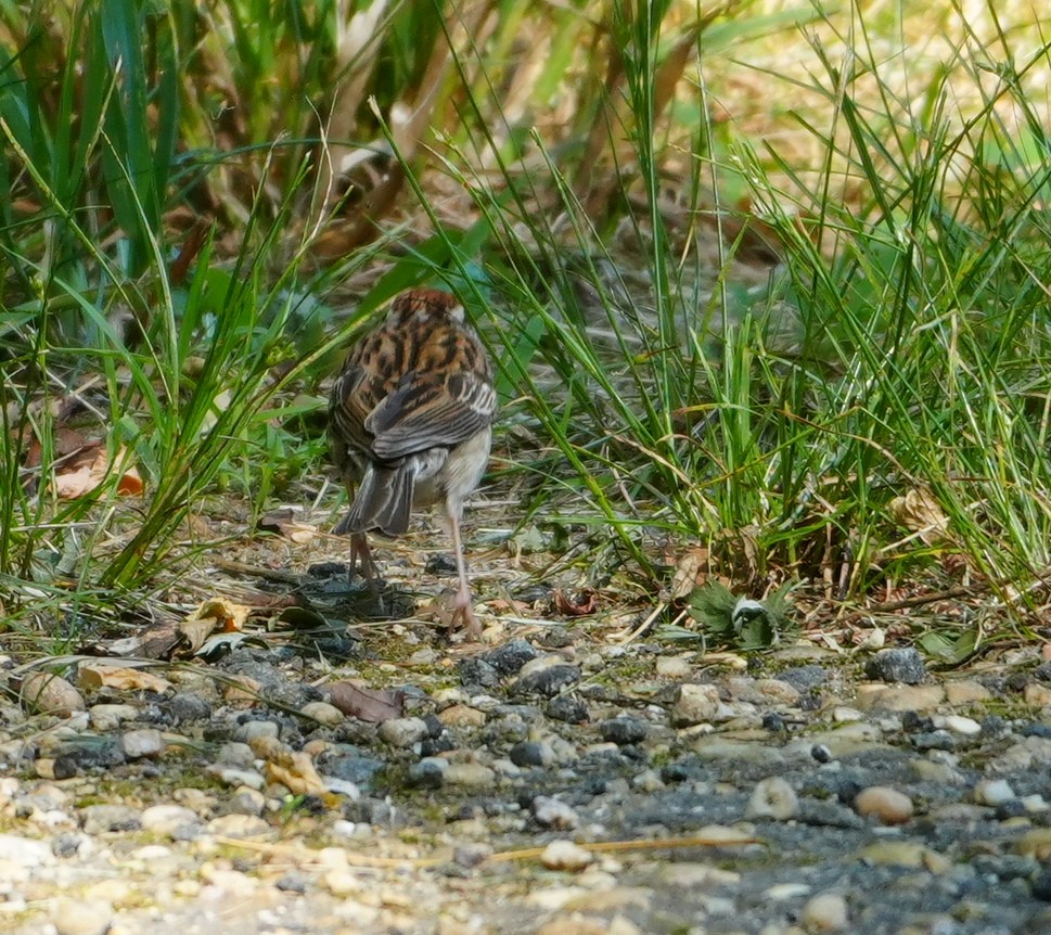 Chipping Sparrow - ML620672086