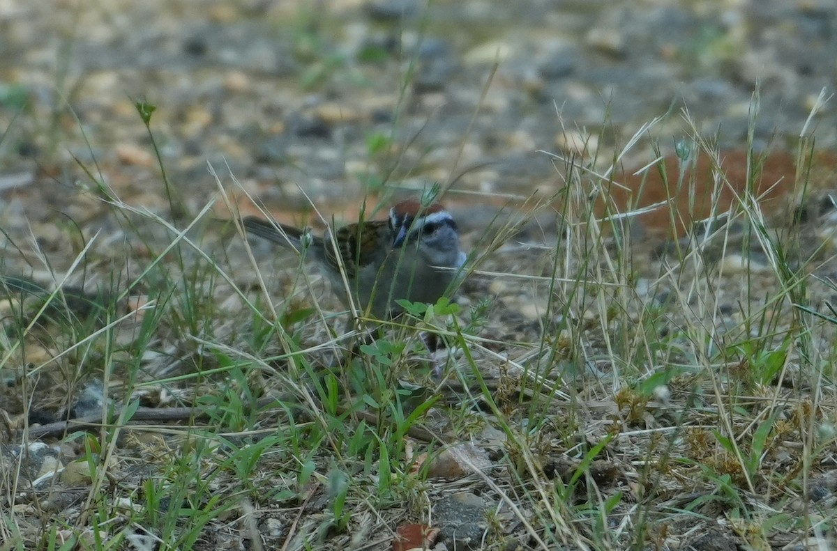 Chipping Sparrow - ML620672087