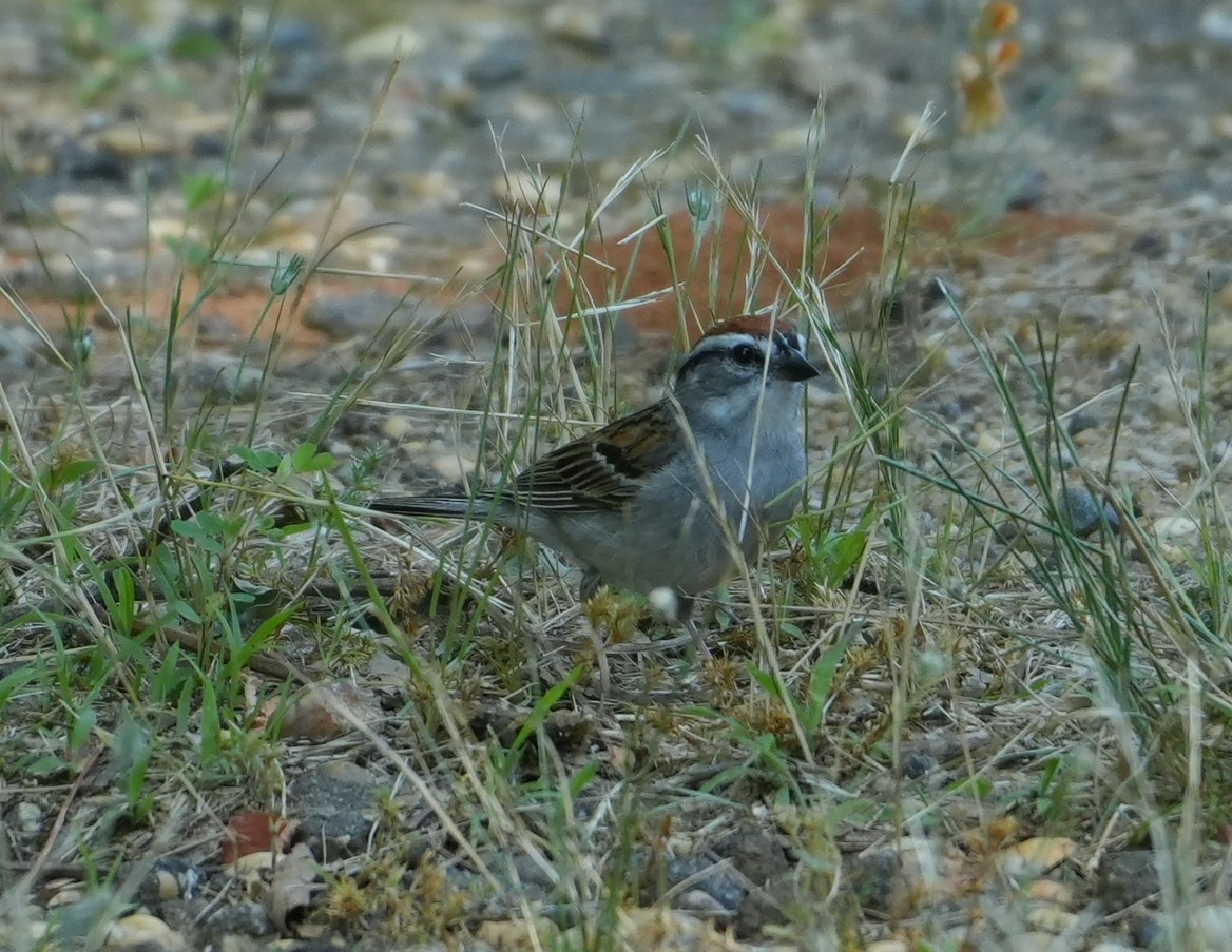 Chipping Sparrow - ML620672088