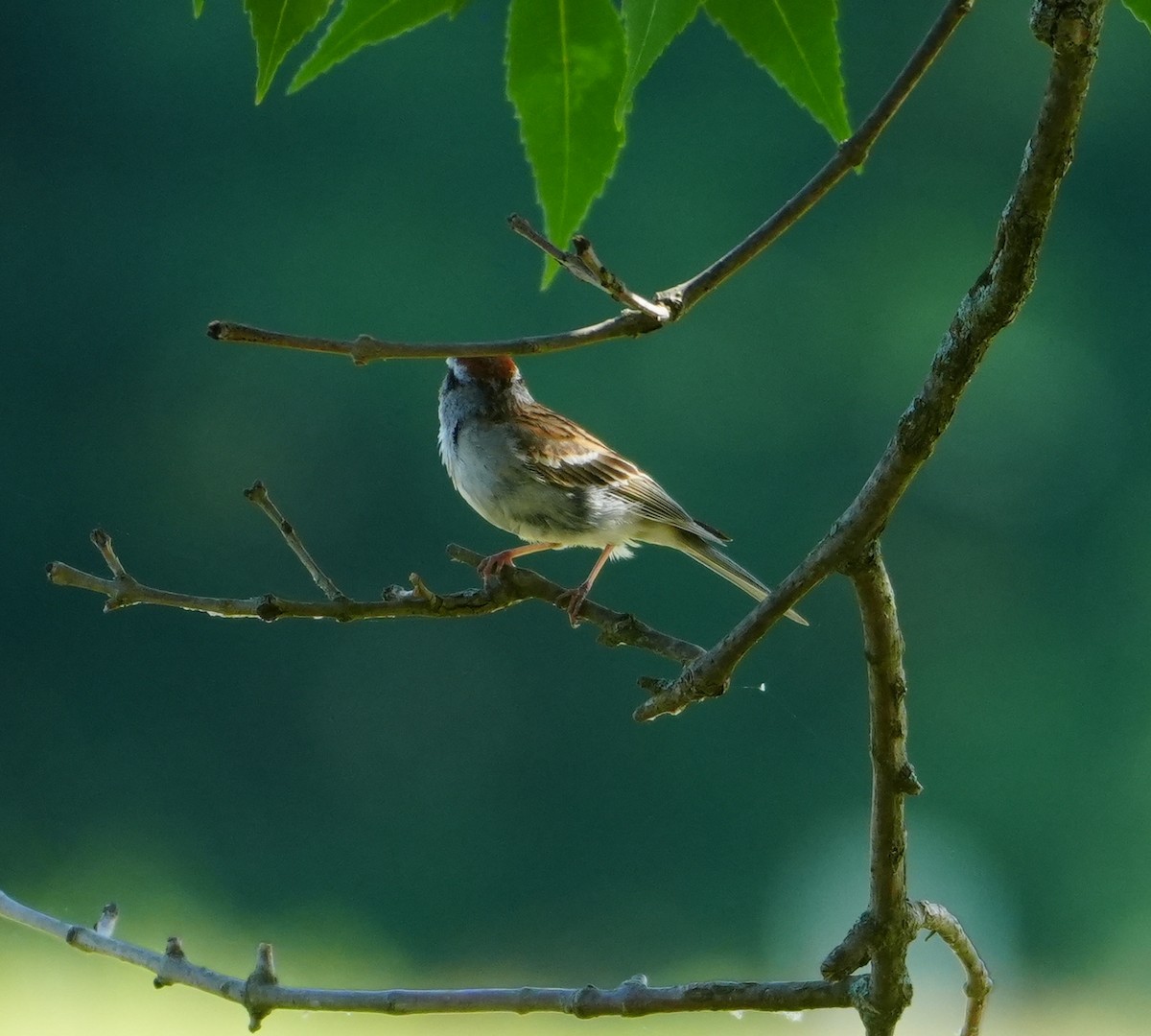 Chipping Sparrow - ML620672090