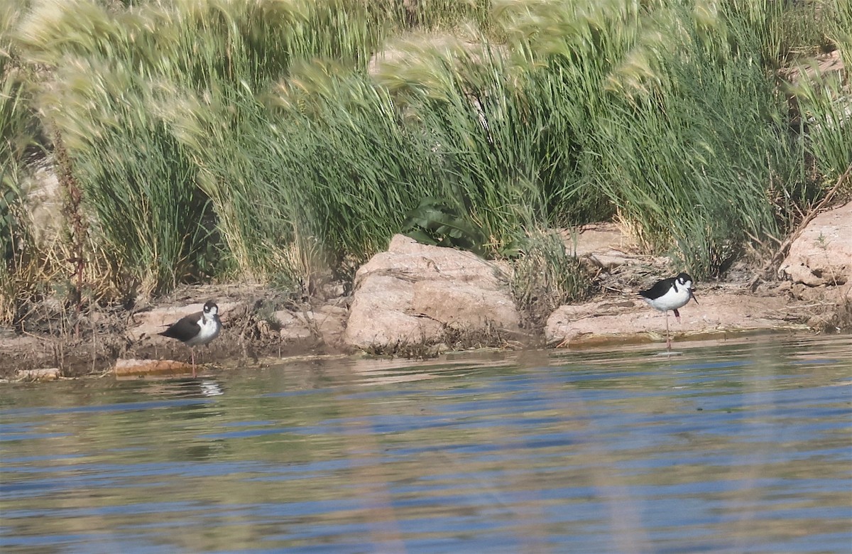 Black-necked Stilt - ML620672095