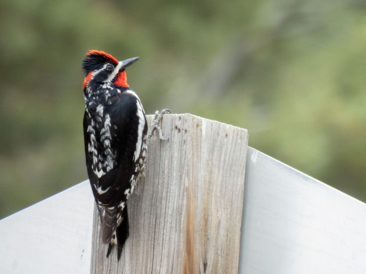 Red-naped Sapsucker - ML620672096