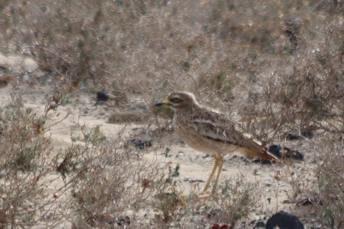 Eurasian Thick-knee - ML620672097