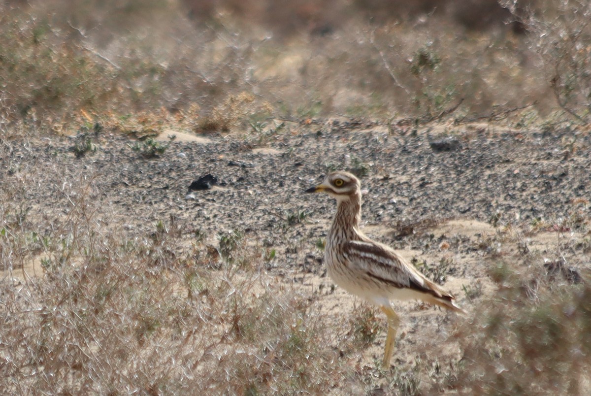 Eurasian Thick-knee - ML620672098