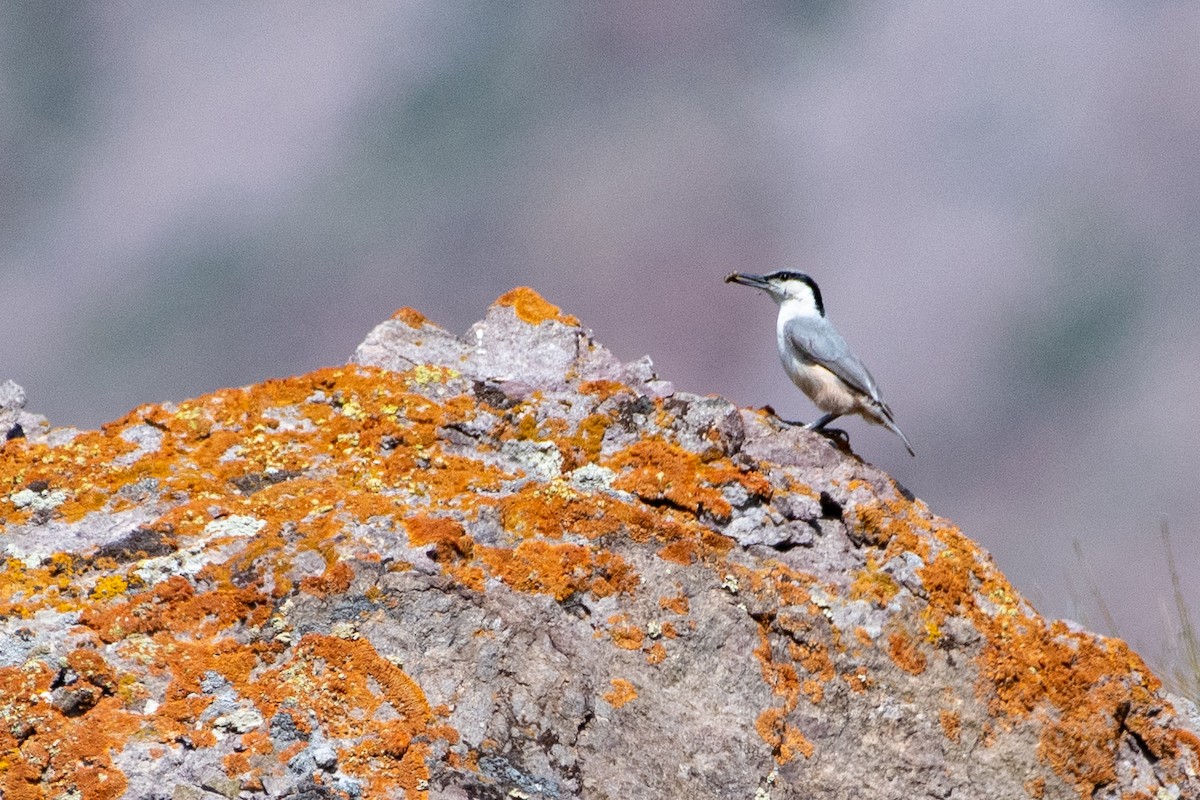 Eastern Rock Nuthatch - ML620672103