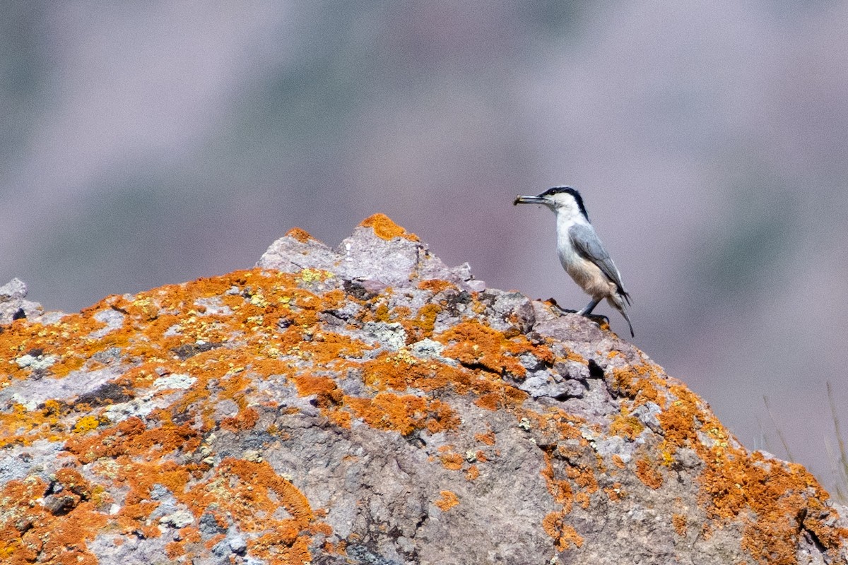 Eastern Rock Nuthatch - ML620672104