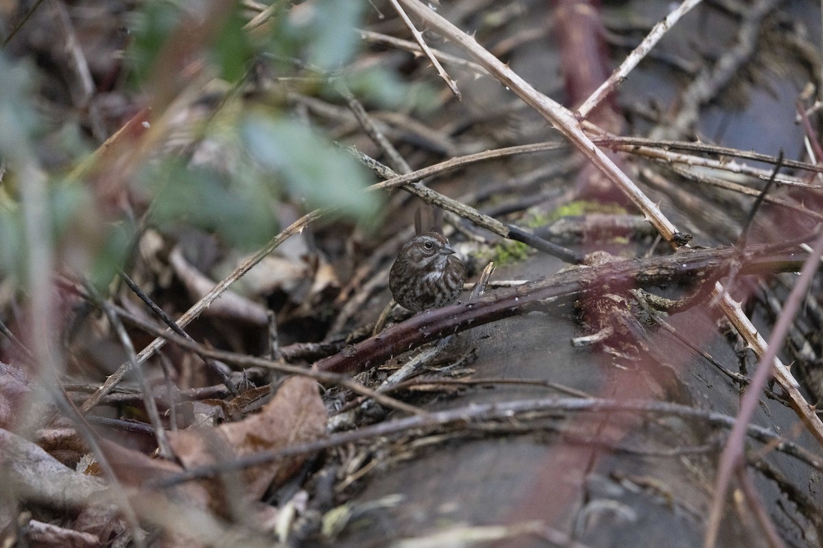 Song Sparrow - ML620672105