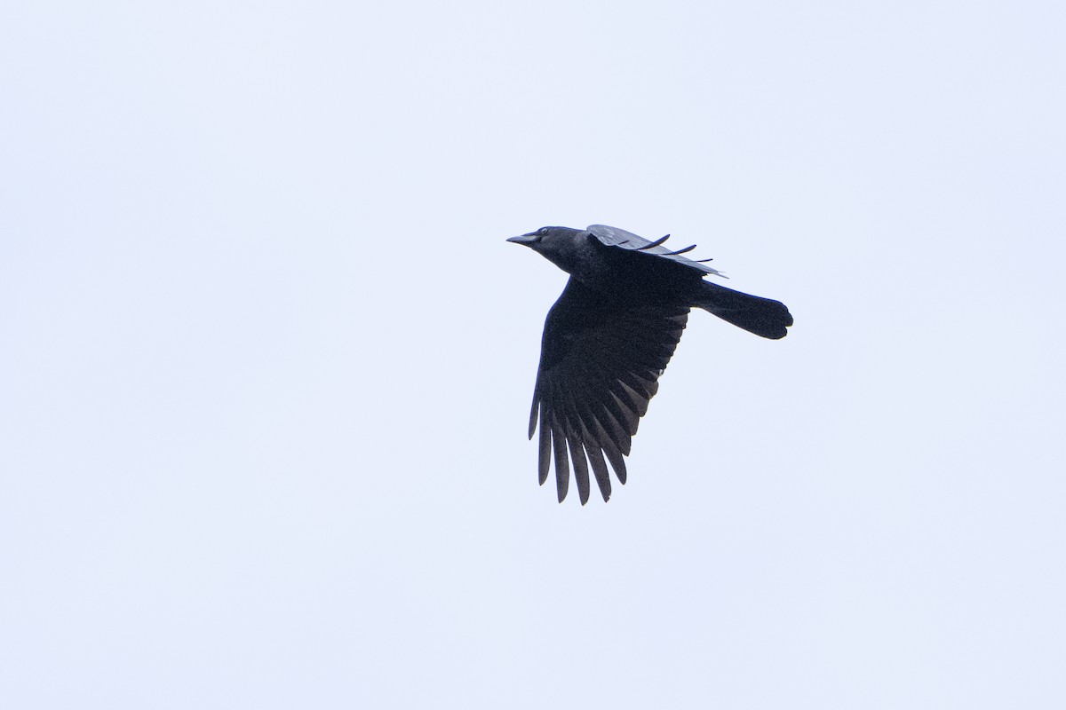 American Crow - ML620672106