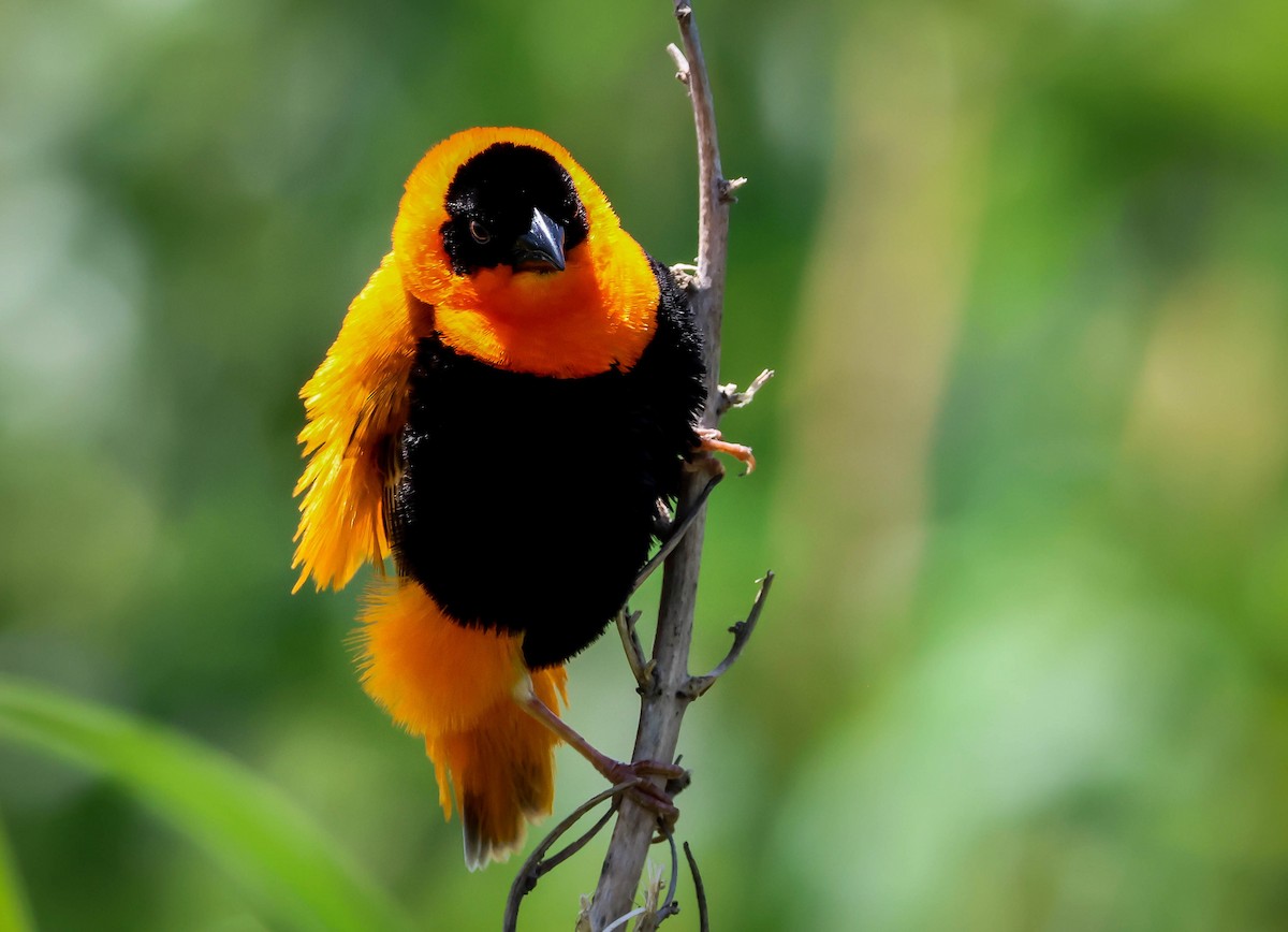 Northern Red Bishop - ML620672107