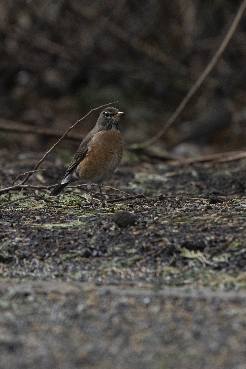 American Robin - ML620672108