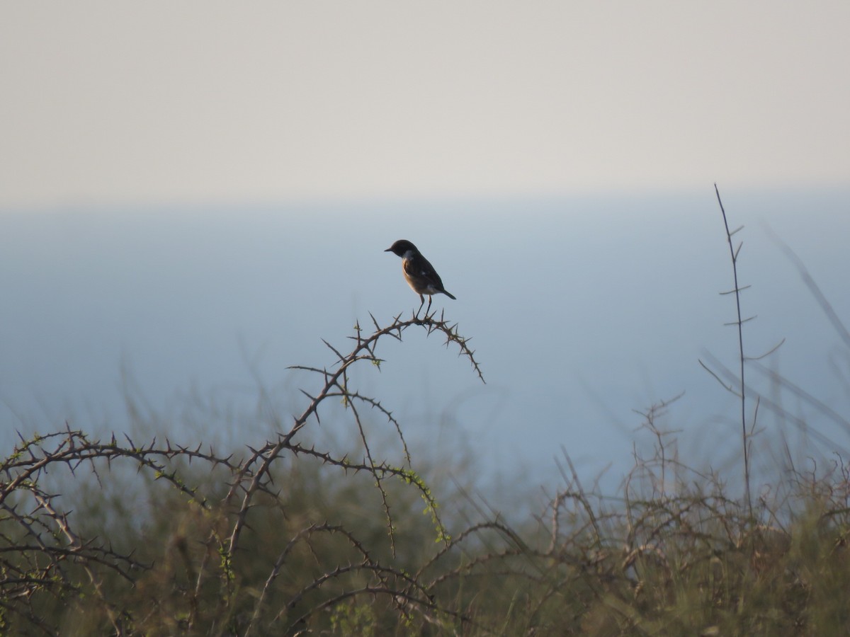 European Stonechat - ML620672109