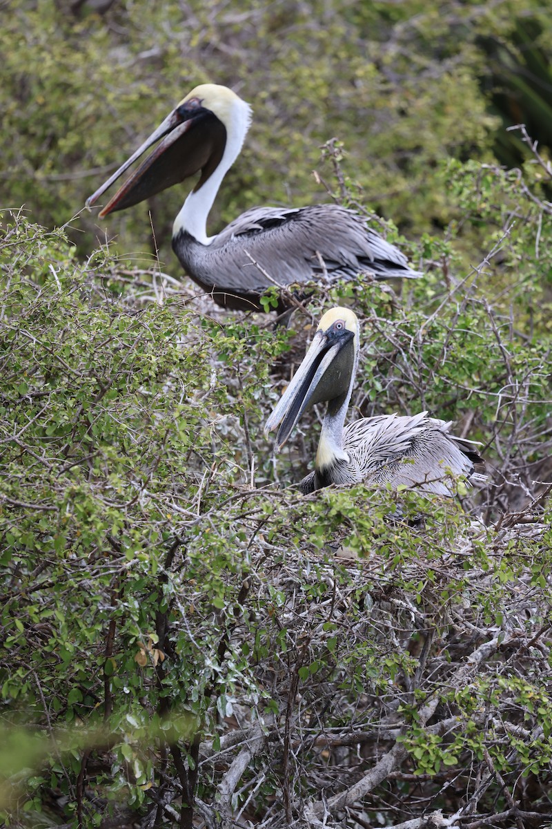 Brown Pelican - ML620672110