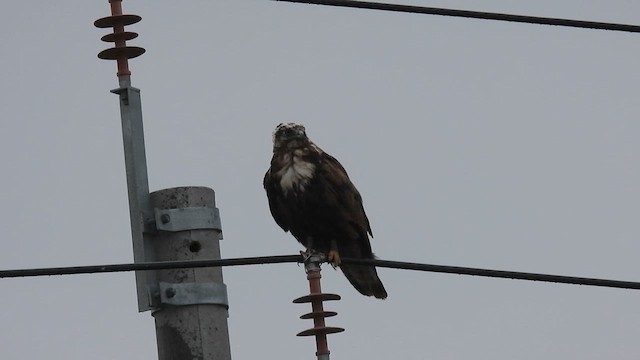 Upland Buzzard - ML620672112