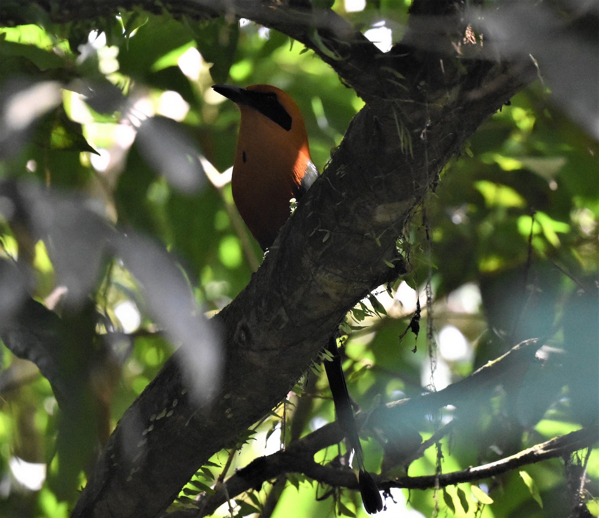 Broad-billed Motmot - ML620672113