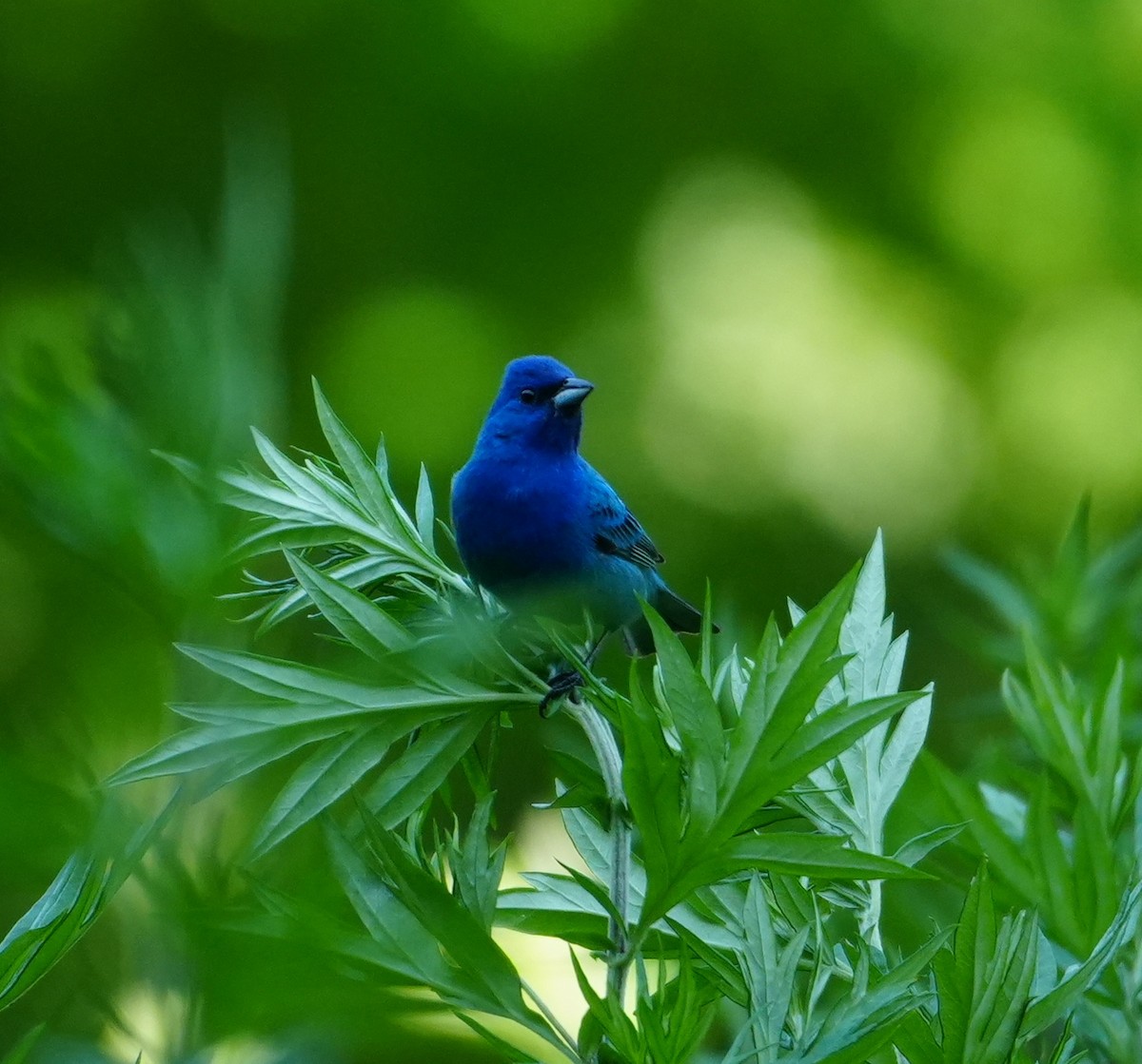 Indigo Bunting - ML620672114