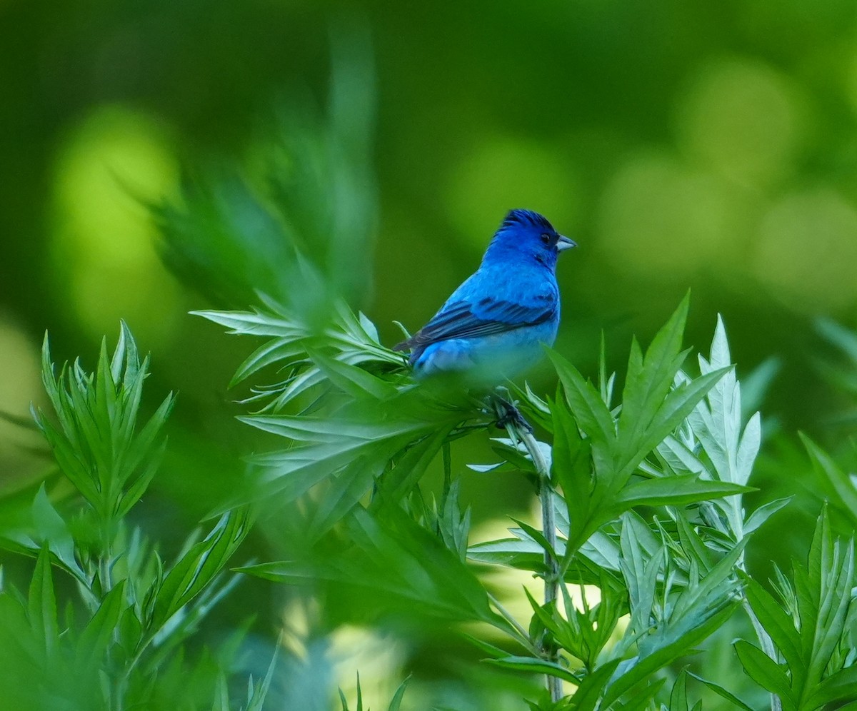 Indigo Bunting - ML620672117