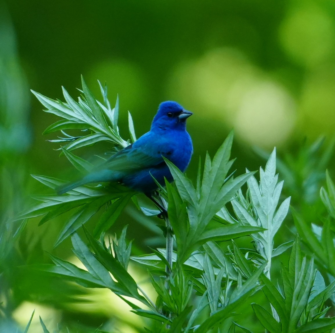 Passerin indigo - ML620672118