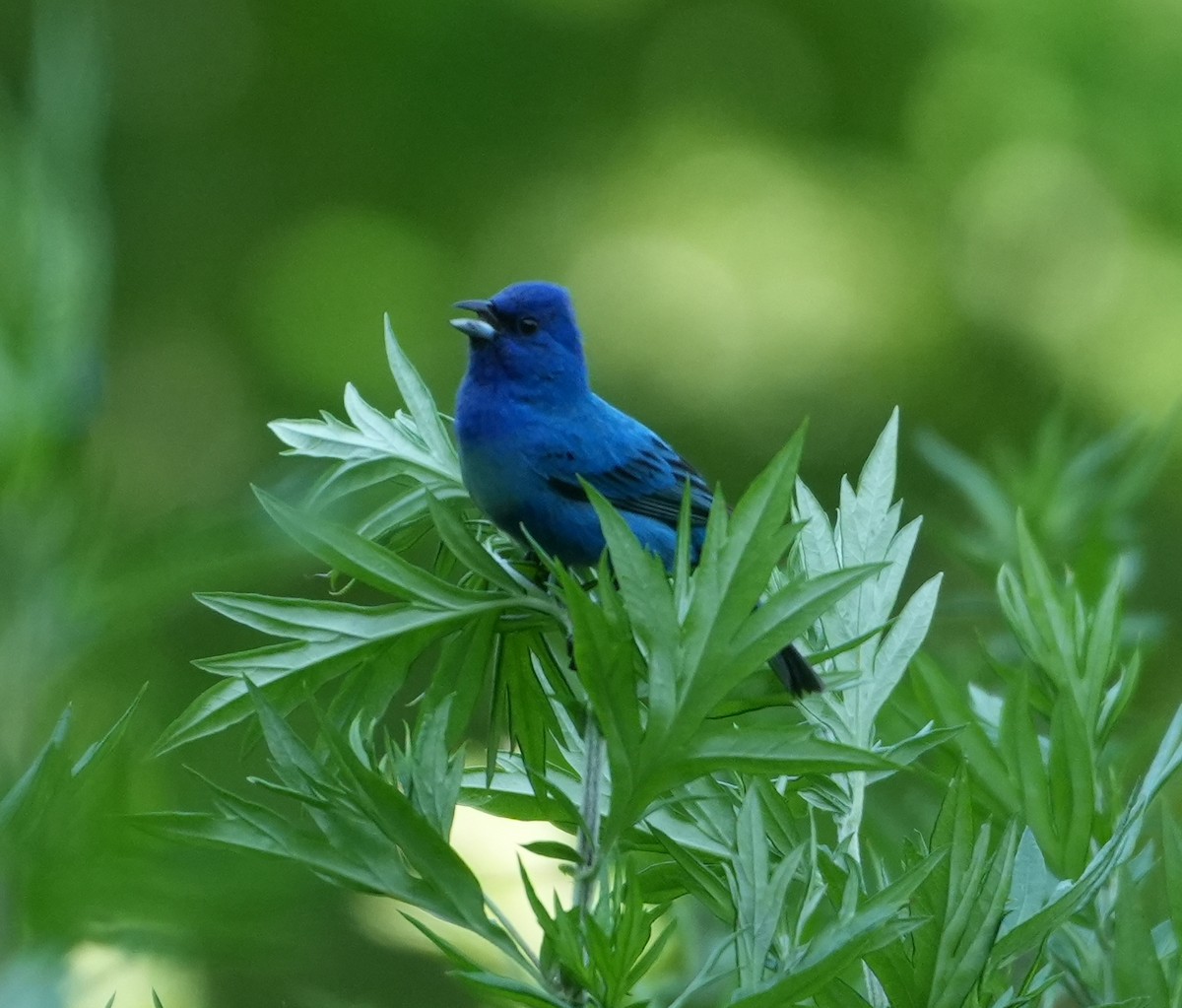 Indigo Bunting - ML620672122