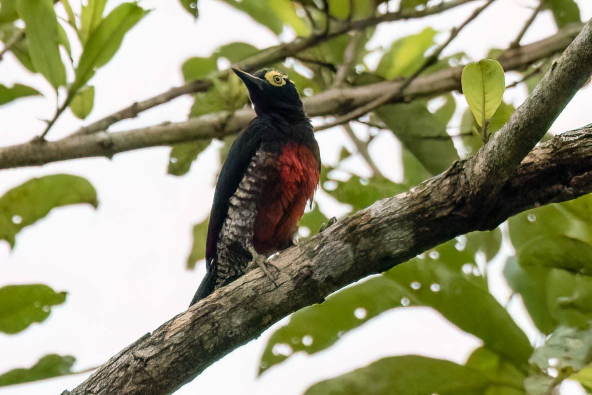 Yellow-tufted Woodpecker - ML620672124