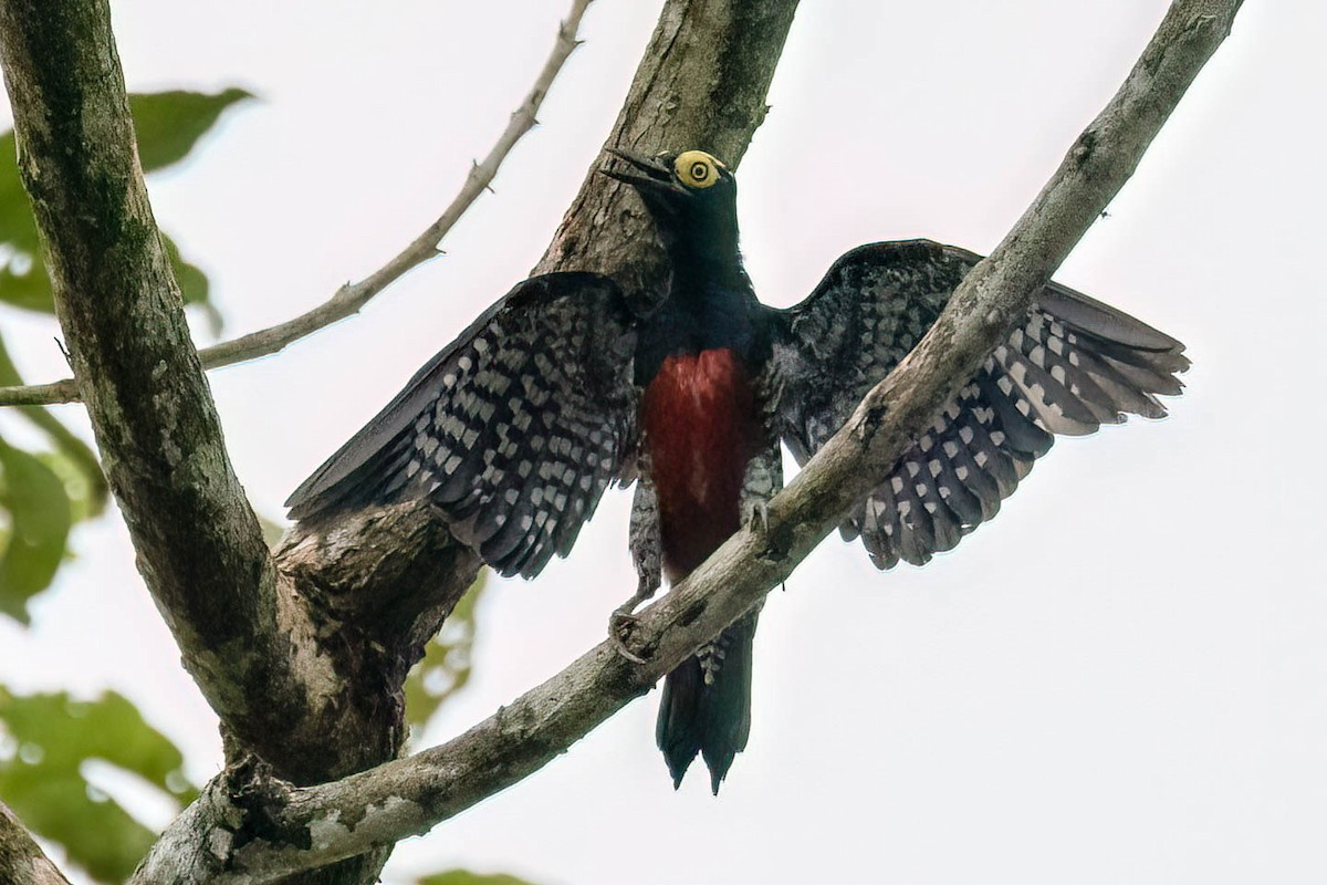 Yellow-tufted Woodpecker - ML620672125