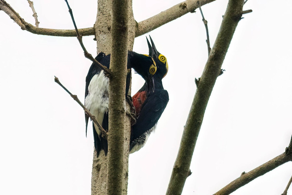 Yellow-tufted Woodpecker - ML620672129