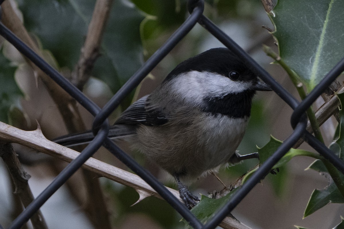 Mésange à tête noire - ML620672132